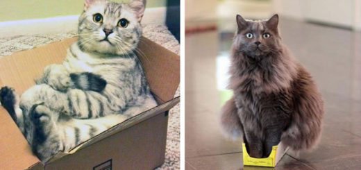 Featured-cat-refuses-boxes-too-small-fb