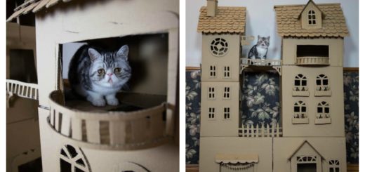 castle-kitty-feature