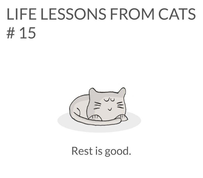 cat-lessons-15