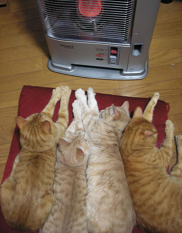 cats-and-heat-04