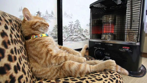 cats-and-warmth-14