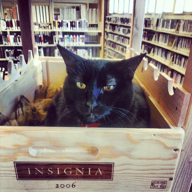 library-cats-03