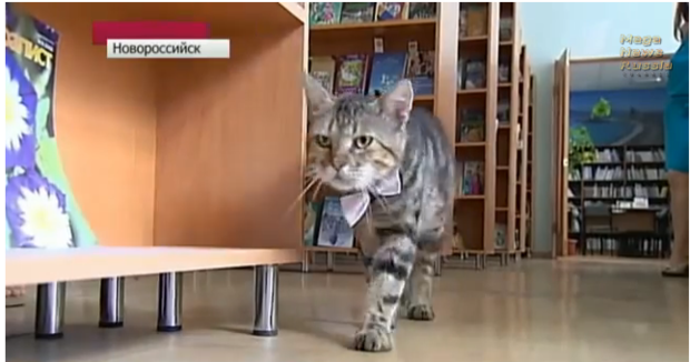 library-cats-10