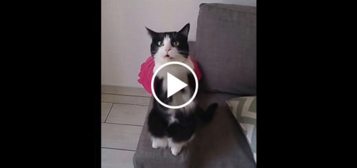 Featured-Cute-Cat-Begging-FB