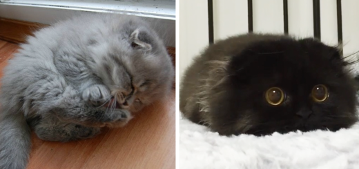 Featured-Cutest-Kittens-FB