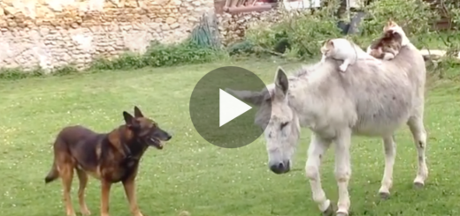 Featured-Donkey-Makes-Friends-FB