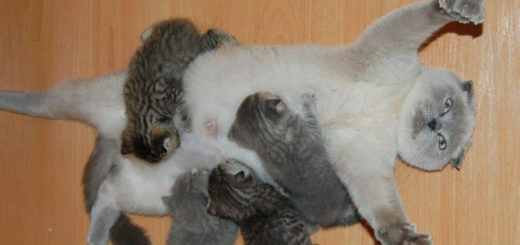 Featured-Proud-Cat-Mommies-FB