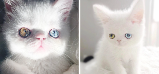 Featured-cat-eyes-heterochromia-iridis-pam-pam-FB