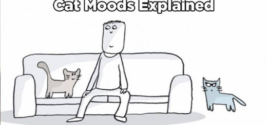 Featured-cat-moods-explained