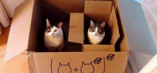 Featured-cats-explaining-math-fb
