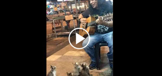 Featured-cats-listening-music-street-musician-jass-pangkor-buskers-malaysia-FB