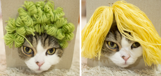 Featured-maru-cat-box-hairstyles-fb