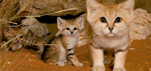 Featured-sand-cats-kittens-forever-FB