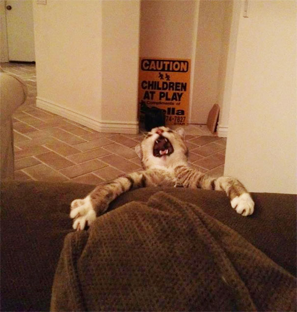 Overly-Dramatic-Cats-4