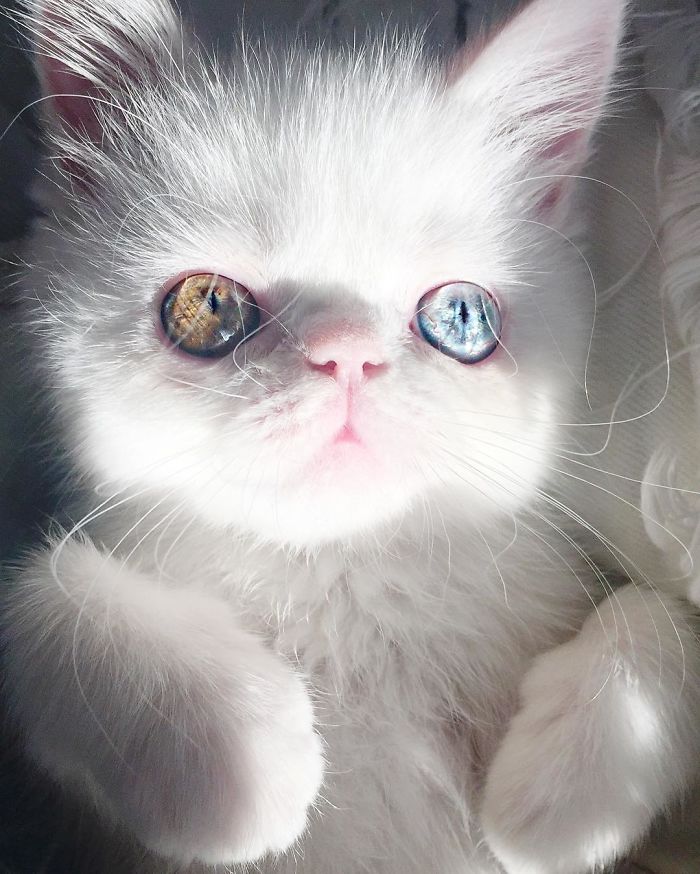 cat-eyes-heterochromia-iridis-pam-pam-1