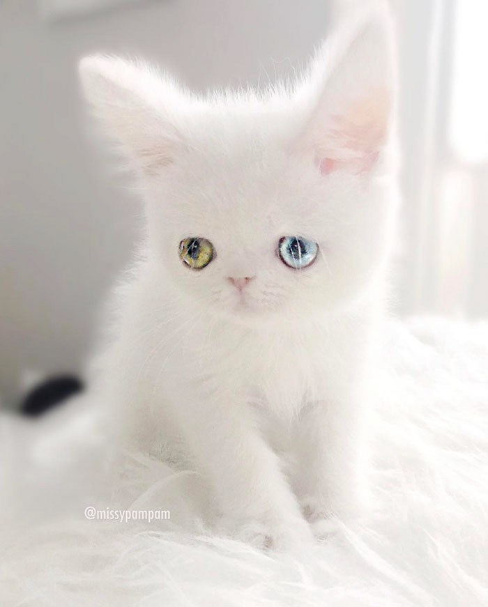 cat-eyes-heterochromia-iridis-pam-pam-2