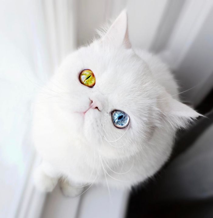 cat-eyes-heterochromia-iridis-pam-pam-3
