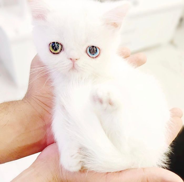 cat-eyes-heterochromia-iridis-pam-pam-4