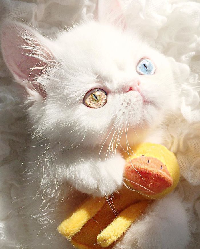 cat-eyes-heterochromia-iridis-pam-pam-6