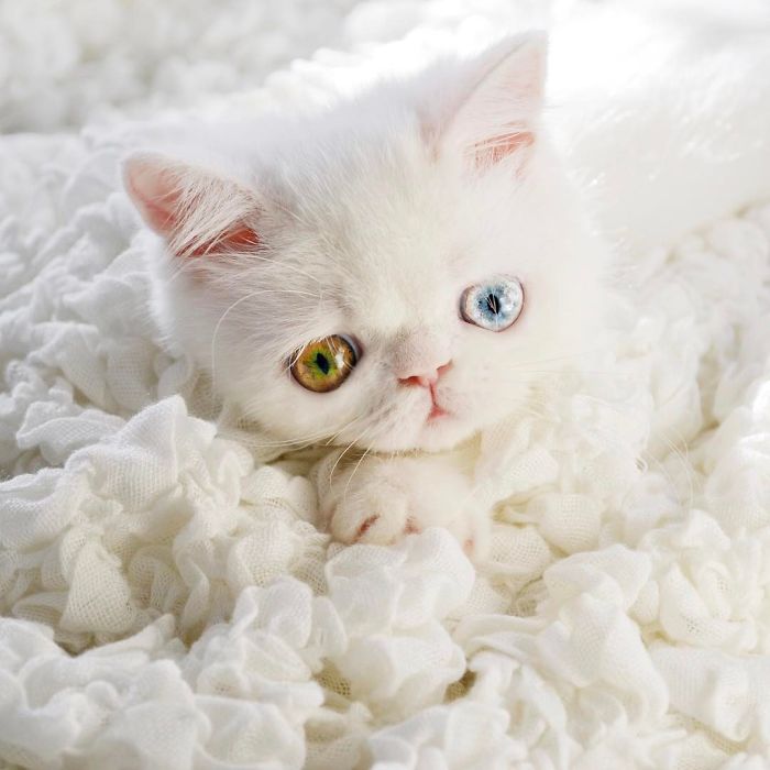 cat-eyes-heterochromia-iridis-pam-pam-9