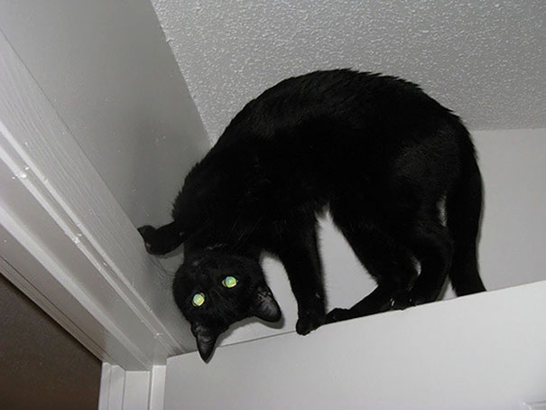 cats-are-actually-demons-4