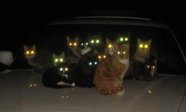 cats-are-actually-demons-6