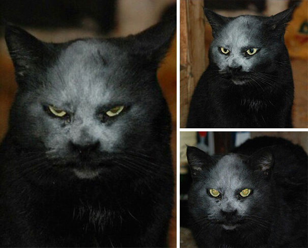 cats-are-actually-demons-7