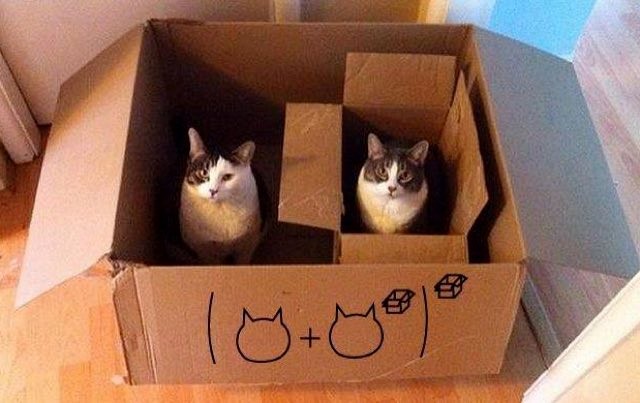 cats-explaining-math-1