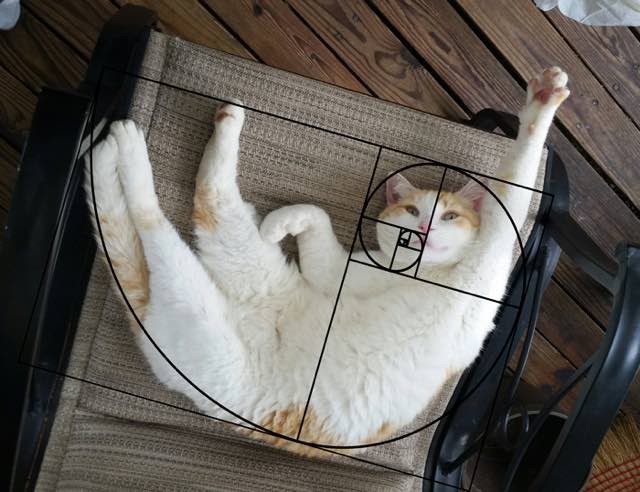 cats-explaining-math-10