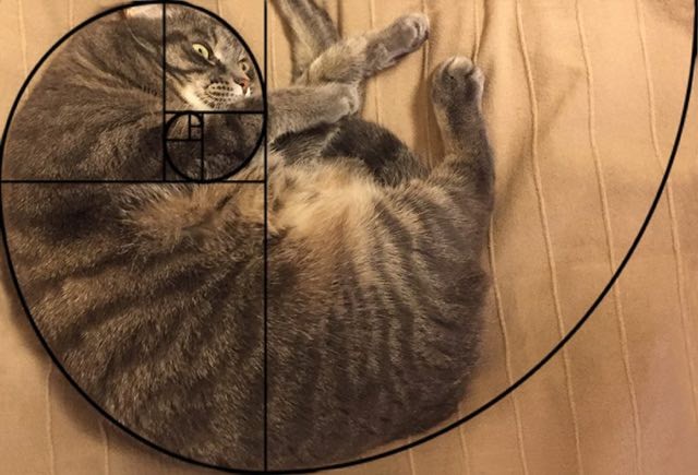 cats-explaining-math-9