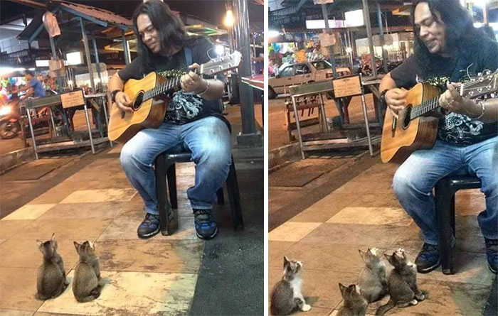 cats-listening-music-street-musician-jass-pangkor-buskers-malaysia-1