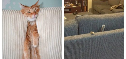 cats-swallowed-by-couches-feature