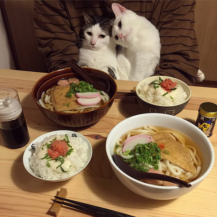 cats-watching-people-eat-naomiuno-1