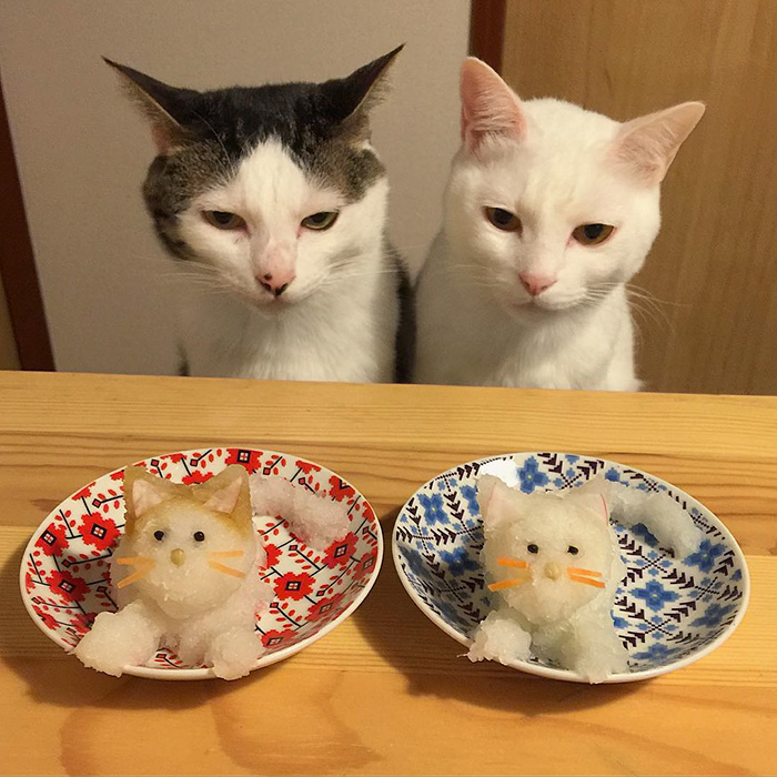 cats-watching-people-eat-naomiuno-11
