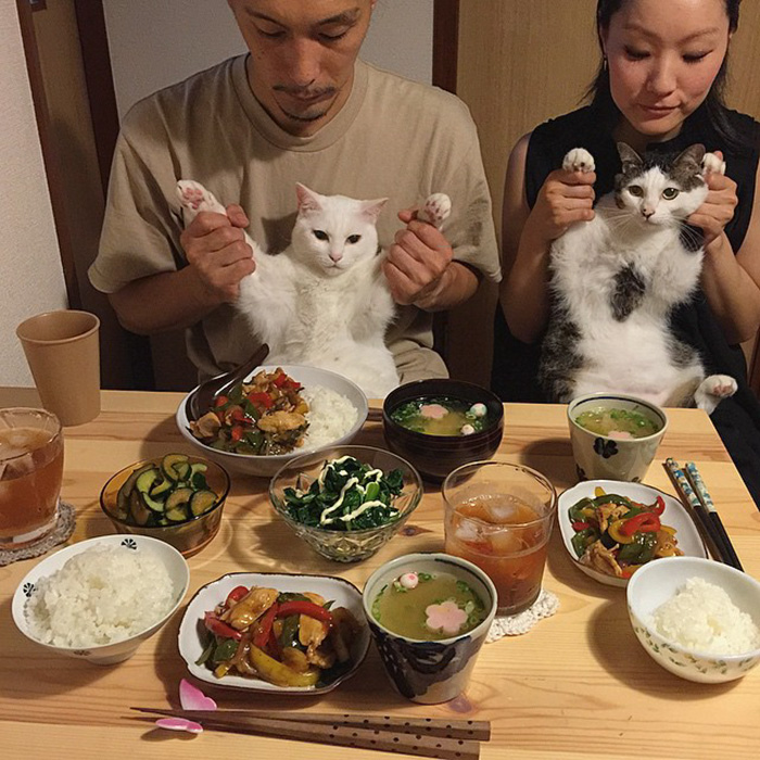 cats-watching-people-eat-naomiuno-17