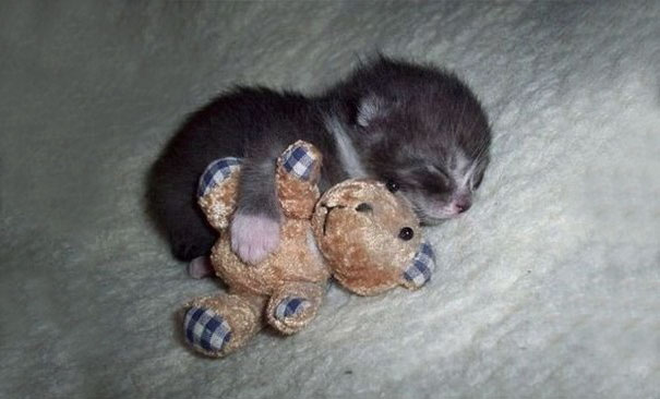 cutest-kittens-13