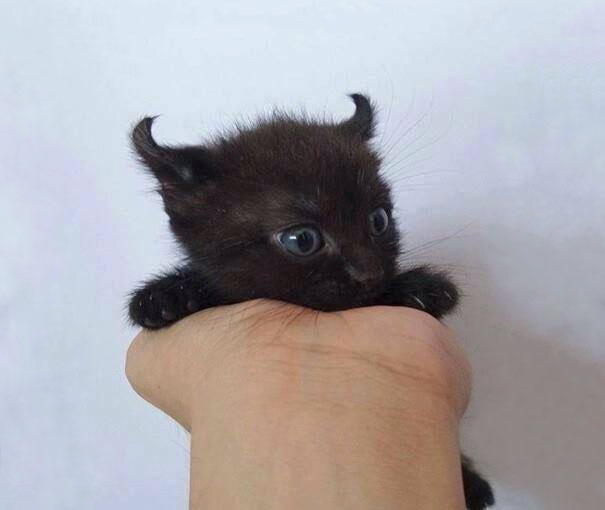 cutest-kittens-6