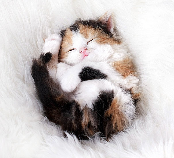 cutest-kittens-7