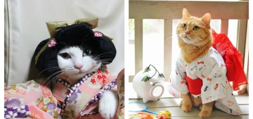 kimono-cats-feature