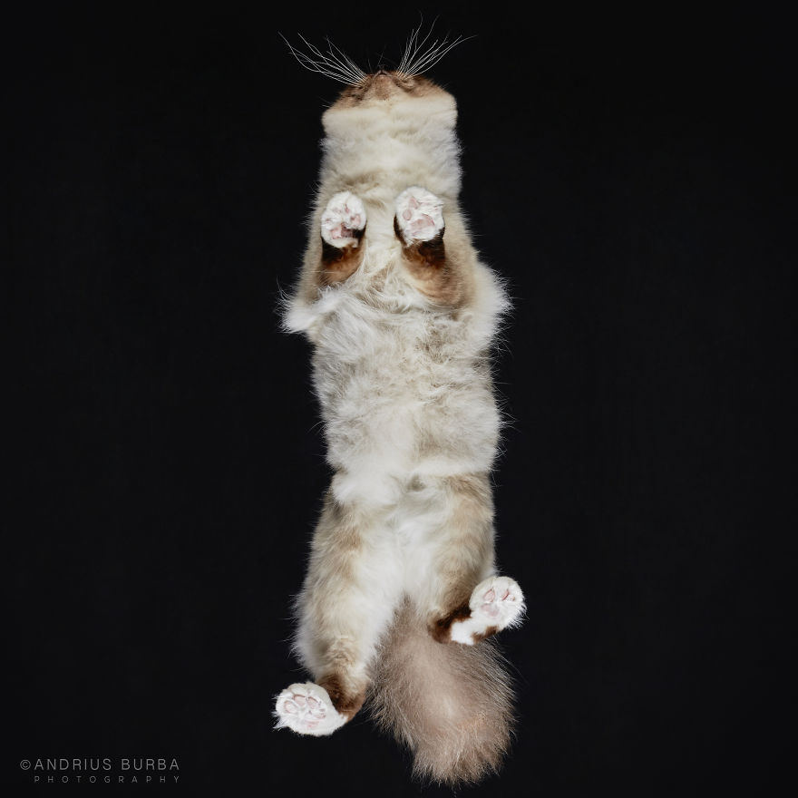 photograph-cats-underneath-14