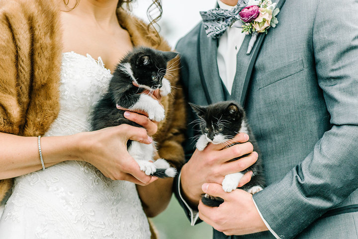 rescue-kitty-wedding-02