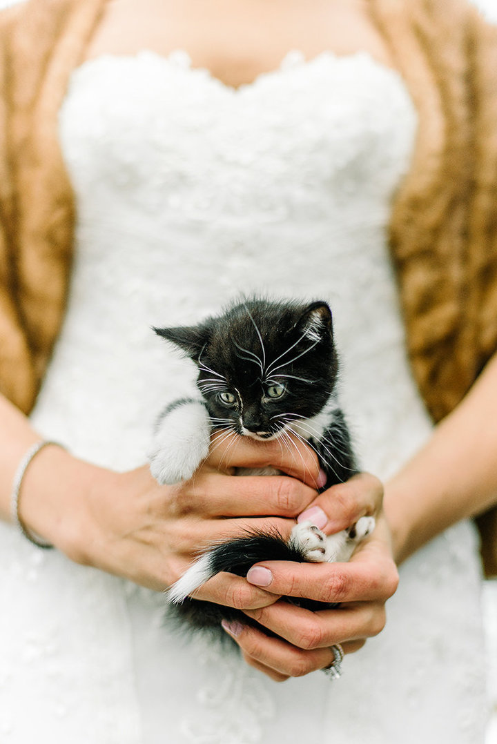 rescue-kitty-wedding-03