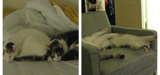 synch-nap-cats-feature