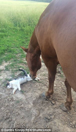 Dakota-Horse-Sappy-Cat-Bond-3