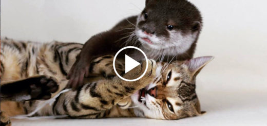 Featured-Bengal-Cat-Otter-FB