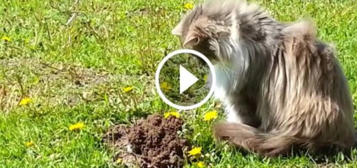 Featured-Cat-Poops-Mole-FB