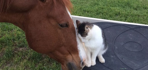 Featured-Dakota-Horse-Sappy-Cat-Bond-FB2