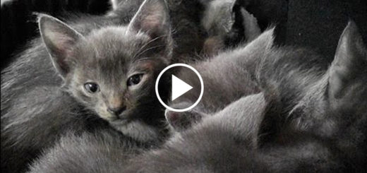Featured-Den-of-Purring-Kittens-FB