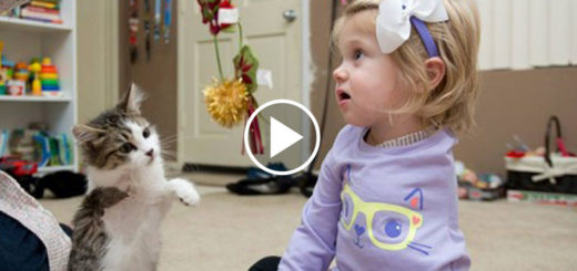 Featured-Disabled-Kitten-Meets-Girl-FB