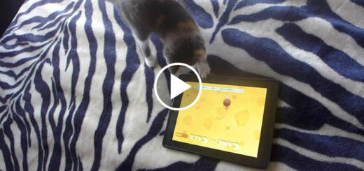Featured-Kitten-Tablet-FB